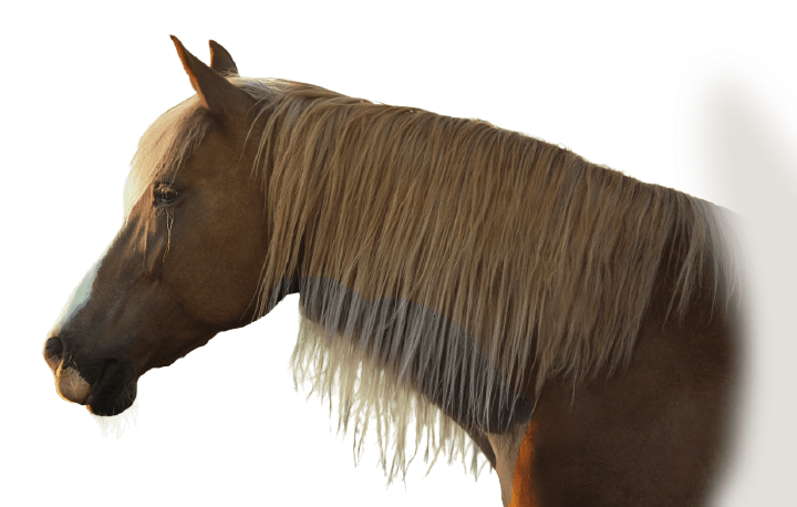 bild hoeveler sortiment pferdefutter basis